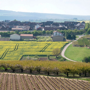 Paysage agricole à Coulanges-la-Vineuse